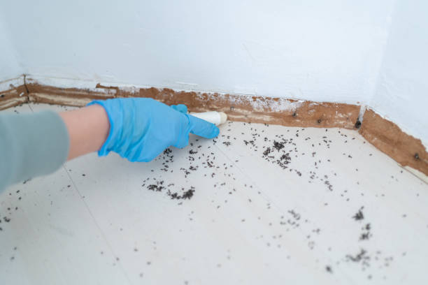 Best Affordable Pest Control Services  in Carrollton, IL